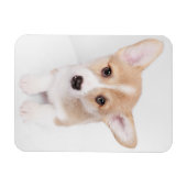 Kutest Baby Animals | Young Corgi Puppy Magneet (Horizontaal)
