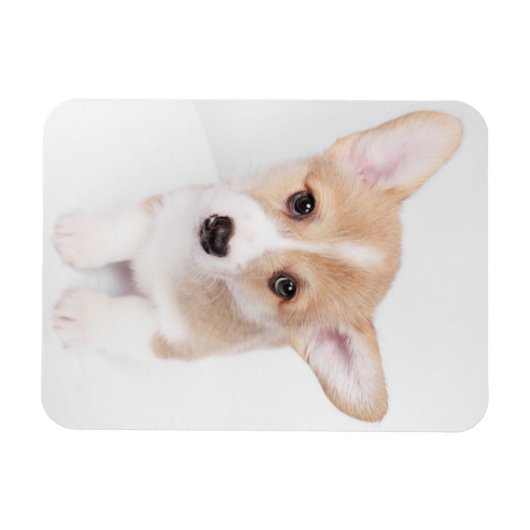 Kutest Baby Animals | Young Corgi Puppy Magneet (Horizontaal)