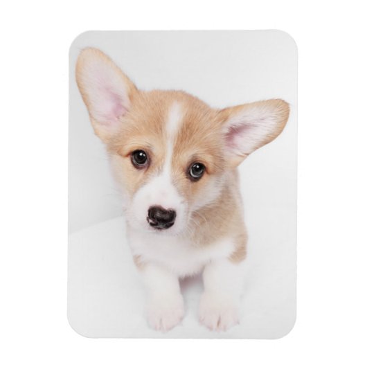 Kutest Baby Animals | Young Corgi Puppy Magneet (Verticaal)