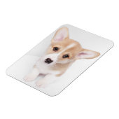 Kutest Baby Animals | Young Corgi Puppy Magneet (Linkerzijde)