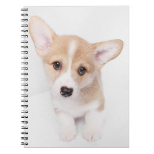 Kutest Baby Animals   Young Corgi Puppy Notitieboek