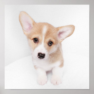 Kutest Baby Animals Young Corgi Puppy Poster