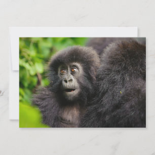 Kutest Baby Animals Young Mountain Gorilla Bedankkaart