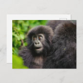 Kutest Baby Animals | Young Mountain Gorilla Briefkaart (Voorkant / Achterkant)