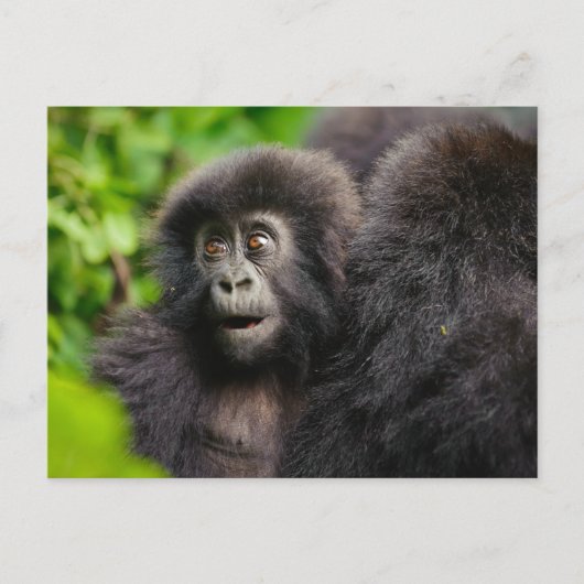 Kutest Baby Animals | Young Mountain Gorilla Briefkaart (Voorkant)