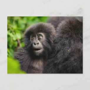 Kutest Baby Animals   Young Mountain Gorilla Briefkaart