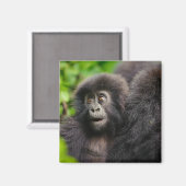 Kutest Baby Animals | Young Mountain Gorilla Magneet (Voorkant / Achterkant)