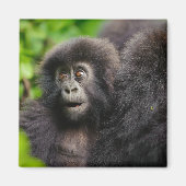 Kutest Baby Animals | Young Mountain Gorilla Magneet (Voorkant)