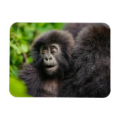 Kutest Baby Animals | Young Mountain Gorilla Magneet (Horizontaal)