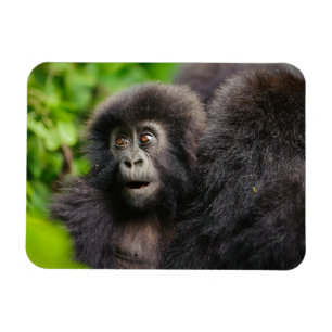 Kutest Baby Animals   Young Mountain Gorilla Magneet