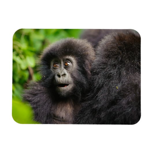 Kutest Baby Animals | Young Mountain Gorilla Magneet (Horizontaal)