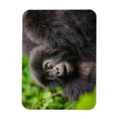 Kutest Baby Animals | Young Mountain Gorilla Magneet (Verticaal)