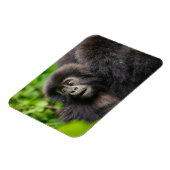 Kutest Baby Animals | Young Mountain Gorilla Magneet (Linkerzijde)