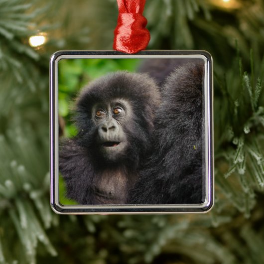 Kutest Baby Animals | Young Mountain Gorilla Metalen Ornament (Boom)
