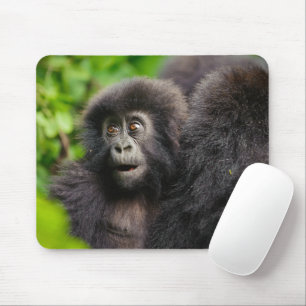 Kutest Baby Animals   Young Mountain Gorilla Muismat
