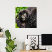 Kutest Baby Animals | Young Mountain Gorilla Poster (Thuiskantoor)