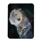Kutest Baby Animals | Zee Otter Floating Magneet (Verticaal)