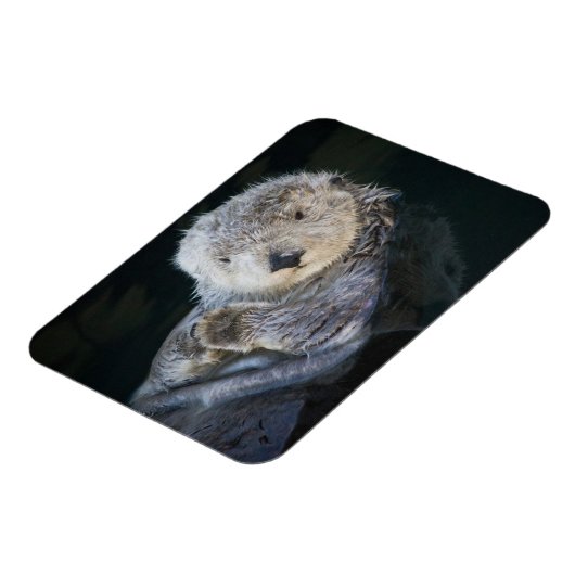 Kutest Baby Animals | Zee Otter Floating Magneet (Linkerzijde)