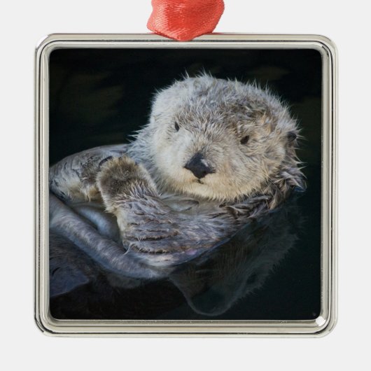 Kutest Baby Animals | Zee Otter Floating Metalen Ornament (Voorkant)