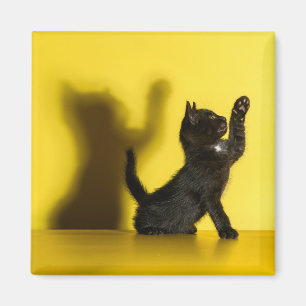 Kutest Baby Animals   Zwart kattenspel Magneet