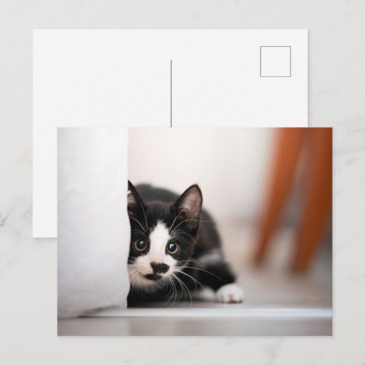 Kutest Baby Animals | Zwart-witten Briefkaart (Voorkant / Achterkant)