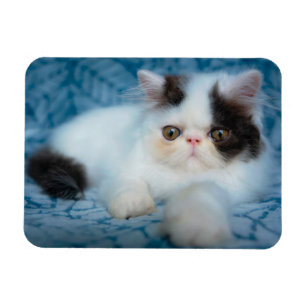 Kutest Baby Animals   Zwart-witten Magneet