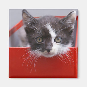 Kutest Baby Animals Zwart-witten Magneet