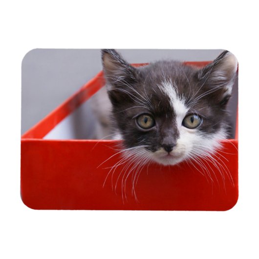 Kutest Baby Animals | Zwart-witten Magneet (Horizontaal)