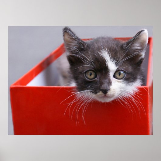 Kutest Baby Animals | Zwart-witten Poster (Voorkant)