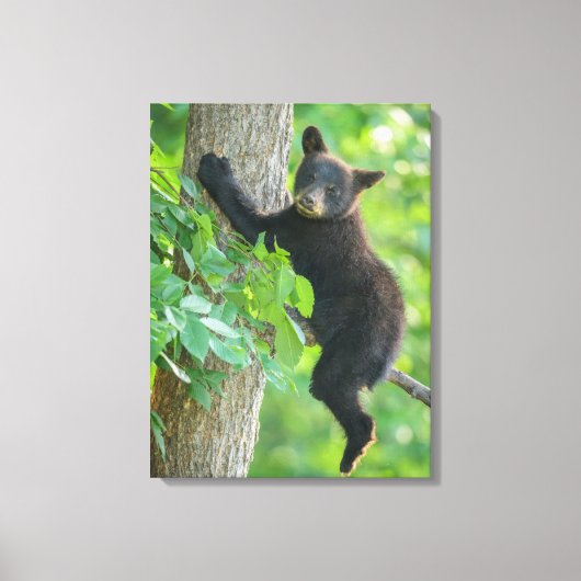 Kutest Baby Animals | Zwarte Beer Cub Canvas Afdruk (Voorkant)