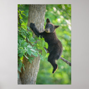 Kutest Baby Animals Zwarte Beer Cub Poster