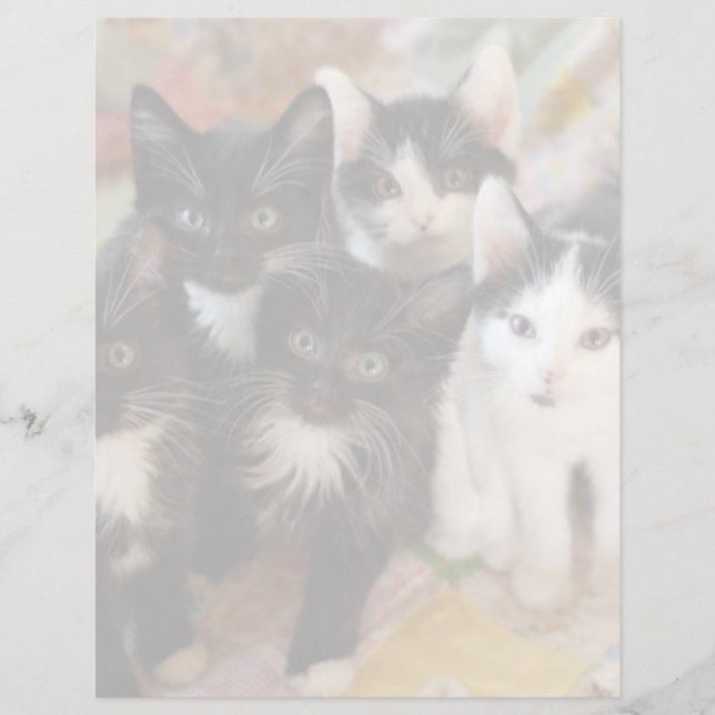 Kutest Baby Animals | Zwarte en witte Kittens (Voorkant)