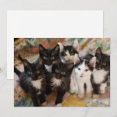 Kutest Baby Animals | Zwarte en witte Kittens Bedankkaart (Voorkant / Achterkant)