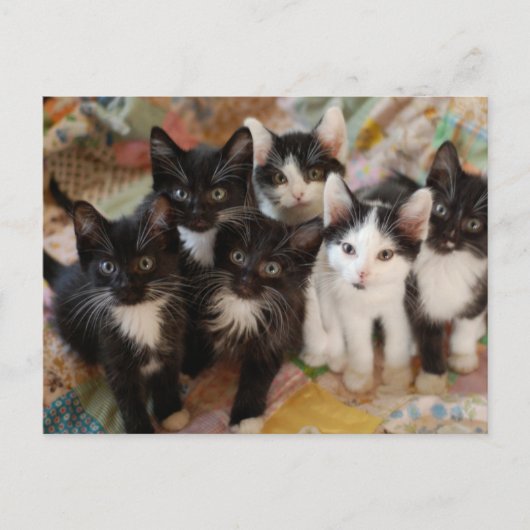Kutest Baby Animals | Zwarte en witte Kittens Briefkaart (Voorkant)