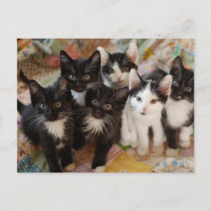 Kutest Baby Animals   Zwarte en witte Kittens Briefkaart