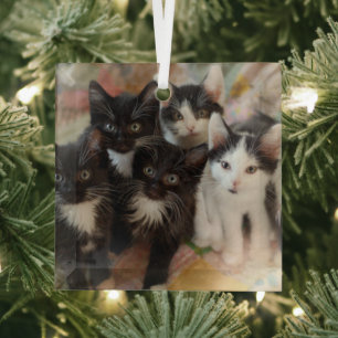 Kutest Baby Animals Zwarte en witte Kittens Glas Ornament