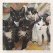 Kutest Baby Animals | Zwarte en witte Kittens Glazen Onderzetter (Voorkant)
