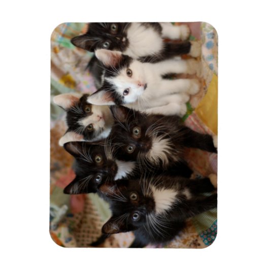 Kutest Baby Animals | Zwarte en witte Kittens Magneet (Verticaal)