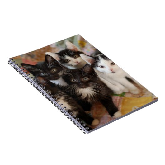Kutest Baby Animals | Zwarte en witte Kittens Notitieboek (Rechterzijde)