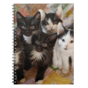 Kutest Baby Animals   Zwarte en witte Kittens Notitieboek