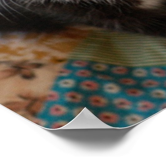 Kutest Baby Animals | Zwarte en witte Kittens Poster (Hoek)