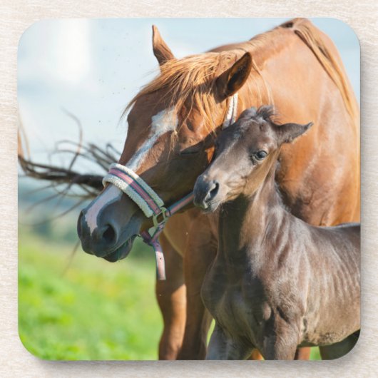 Kutest Baby Animals | Zwarte foal met mam Bier Onderzetter (Voorkant)