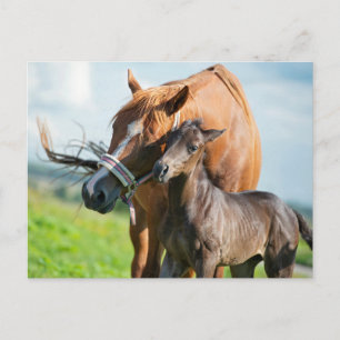 Kutest Baby Animals Zwarte foal met mam Briefkaart