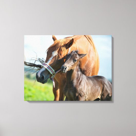 Kutest Baby Animals | Zwarte foal met mam Canvas Afdruk (Voorkant)