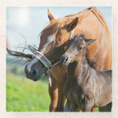 Kutest Baby Animals | Zwarte foal met mam Glazen Onderzetter (Voorkant)