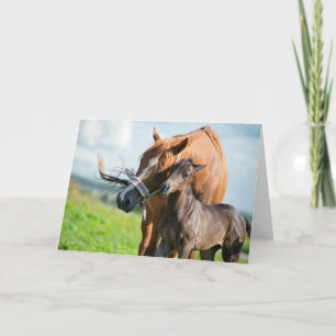 Kutest Baby Animals Zwarte foal met mam Kaart