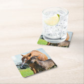 Kutest Baby Animals | Zwarte foal met mam Kartonnen Onderzetters (Insitu)