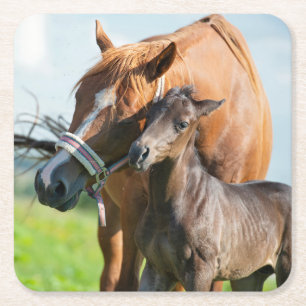 Kutest Baby Animals   Zwarte foal met mam Kartonnen Onderzetters