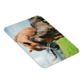 Kutest Baby Animals | Zwarte foal met mam Magneet (Rechterzijde)