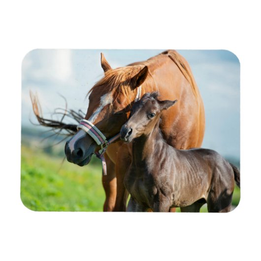 Kutest Baby Animals | Zwarte foal met mam Magneet (Horizontaal)